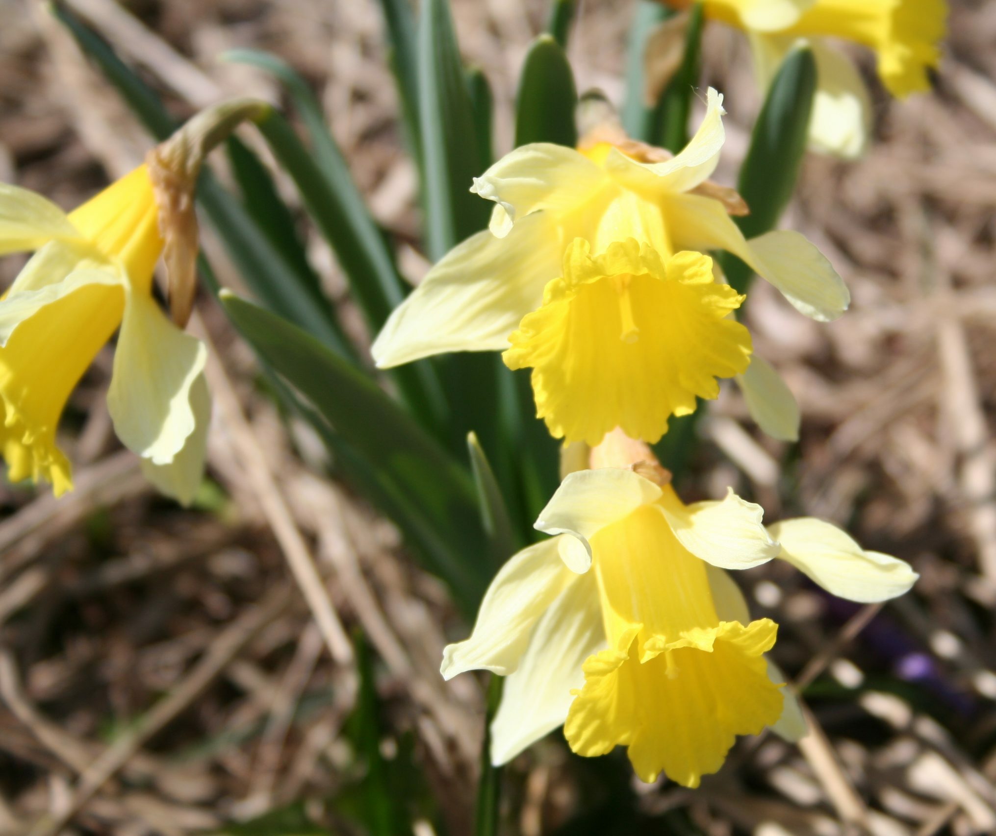 cropped-Jonquilles-1-scaled-1.jpg